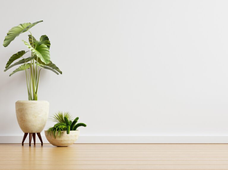 white-wall-empty-room-with-plants-floor-3d-rendering